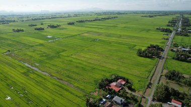 Kedah ve Perlis 'in Paddy Rice Tarlaları, Malezya