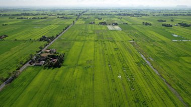 Kedah ve Perlis 'in Paddy Rice Tarlaları, Malezya