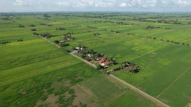 Kedah ve Perlis 'in Paddy Rice Tarlaları, Malezya
