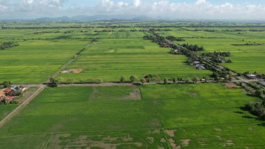 Kedah ve Perlis 'in Paddy Rice Tarlaları, Malezya