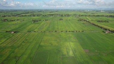 Kedah ve Perlis 'in Paddy Rice Tarlaları, Malezya