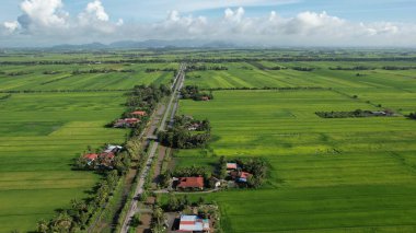Kedah ve Perlis 'in Paddy Rice Tarlaları, Malezya