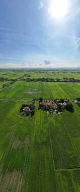 Kedah ve Perlis 'in Paddy Rice Tarlaları, Malezya