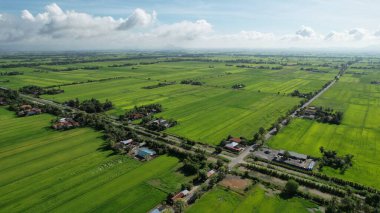 Kedah ve Perlis 'in Paddy Rice Tarlaları, Malezya