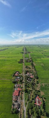 Kedah ve Perlis 'in Paddy Rice Tarlaları, Malezya