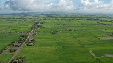 Kedah ve Perlis 'in Paddy Rice Tarlaları, Malezya