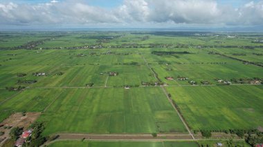 Kedah ve Perlis 'in Paddy Rice Tarlaları, Malezya