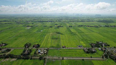 Kedah ve Perlis 'in Paddy Rice Tarlaları, Malezya
