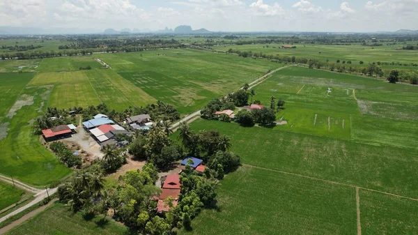 Campos Arroz Paddy Kedah Perlis Malásia — Fotografia de Stock