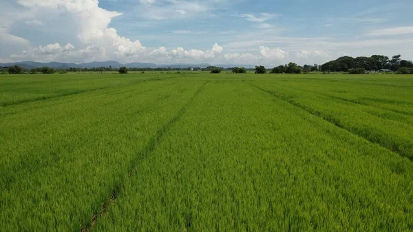 Pola Ryżowe Paddy Kedah Perlis Malezja — Zdjęcie stockowe