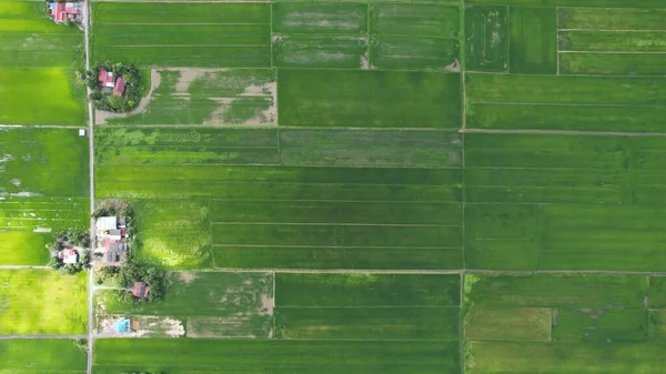 Pola Ryżowe Paddy Kedah Perlis Malezja — Zdjęcie stockowe