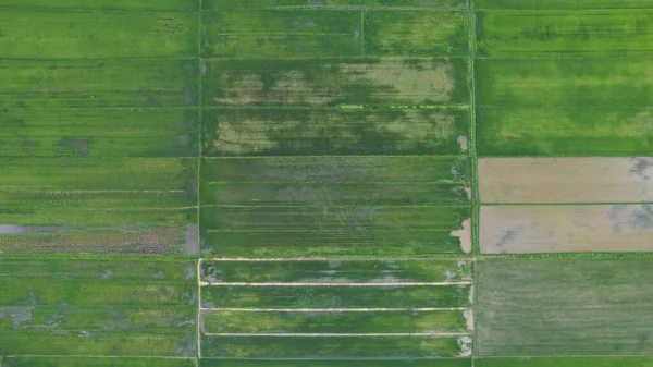 Campos Arroz Paddy Kedah Perlis Malásia — Fotografia de Stock