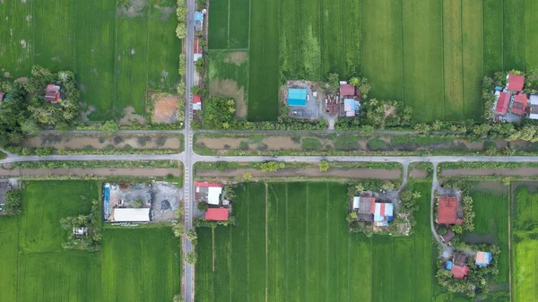 Paddy Rice Fields Kedah Perlis Malaysia — Fotografia de Stock