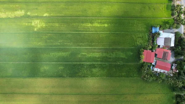 Pola Ryżowe Paddy Kedah Perlis Malezja — Zdjęcie stockowe