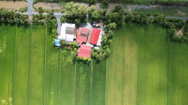 Pola Ryżowe Paddy Kedah Perlis Malezja — Zdjęcie stockowe