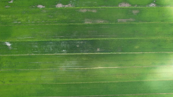 Die Reisfelder Von Kedah Und Perlis Malaysia — Stockfoto