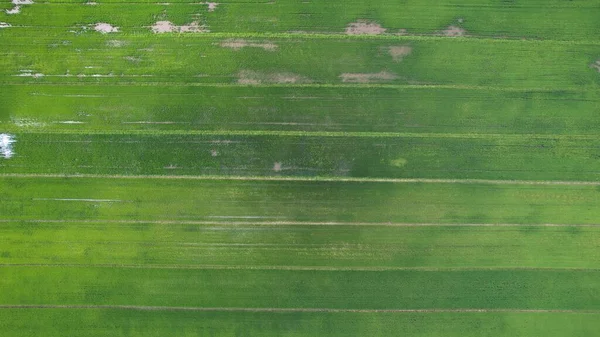 Paddy Rice Fields Kedah Perlis Malaysia — Foto Stock