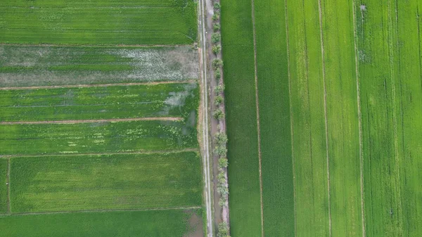 Paddy Rice Fields Kedah Perlis Malaysia — Stock Photo, Image