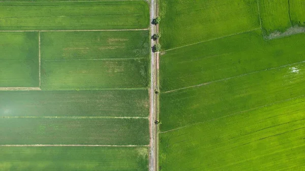 Pola Ryżowe Paddy Kedah Perlis Malezja — Zdjęcie stockowe