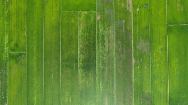 Paddy Rice Fields Kedah Perlis Malaysia — Stock Photo, Image