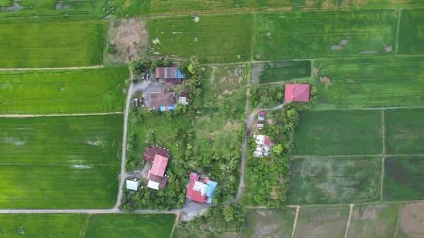 Campos Arroz Paddy Kedah Perlis Malásia — Fotografia de Stock