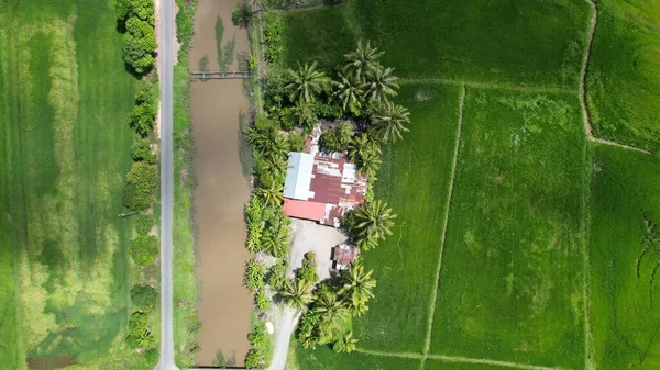 Paddy Rice Fields Kedah Perlis Malaysia — Fotografia de Stock