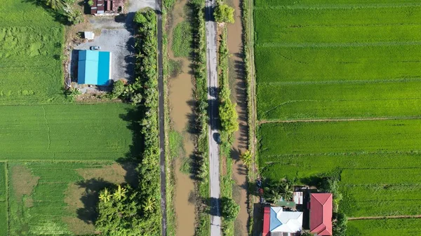 Pola Ryżowe Paddy Kedah Perlis Malezja — Zdjęcie stockowe