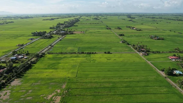 Paddy Rice Fields Kedah Perlis Malaysia — Foto Stock