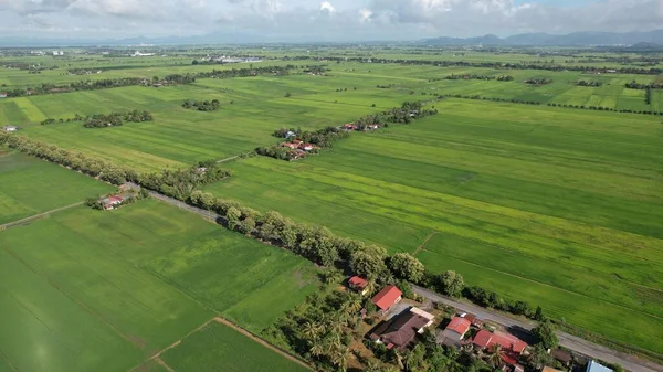 Pola Ryżowe Paddy Kedah Perlis Malezja — Zdjęcie stockowe