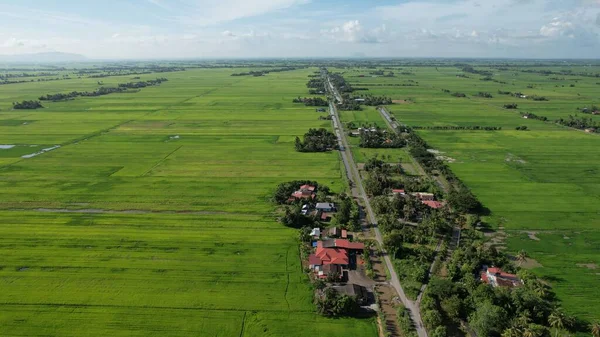 Paddy Rice Fields Kedah Och Perlis Malaysia — Stockfoto