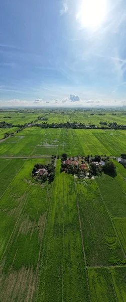 Paddy Rice Fields Kedah Perlis Malaysia — Stock Photo, Image