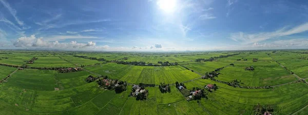 Paddy Rice Fields Kedah Perlis Malaysia —  Fotos de Stock