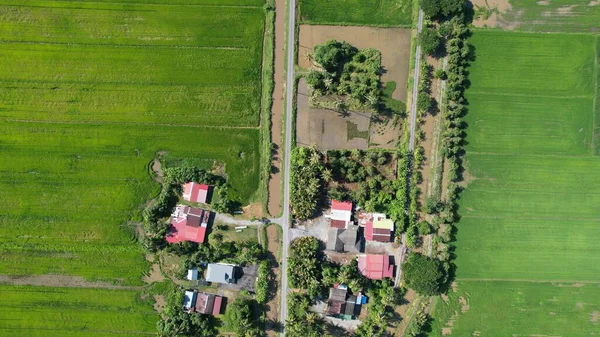 Campos Arroz Paddy Kedah Perlis Malásia — Fotografia de Stock