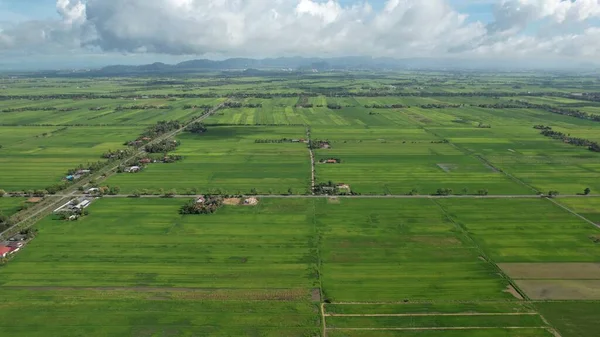 Paddy Rice Fields Kedah Perlis Malaysia — Foto de Stock