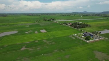Kedah ve Perlis 'in Paddy Rice Tarlaları, Malezya