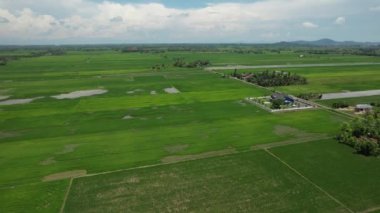 Kedah ve Perlis 'in Paddy Rice Tarlaları, Malezya