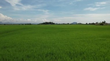Kedah ve Perlis 'in Paddy Rice Tarlaları, Malezya