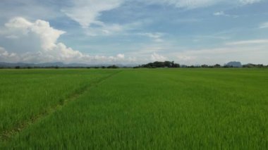 Kedah ve Perlis 'in Paddy Rice Tarlaları, Malezya