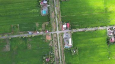 Kedah ve Perlis 'in Paddy Rice Tarlaları, Malezya