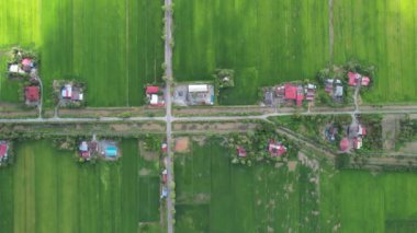 Kedah ve Perlis 'in Paddy Rice Tarlaları, Malezya