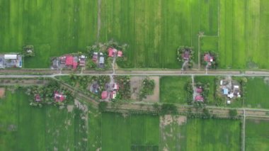 Kedah ve Perlis 'in Paddy Rice Tarlaları, Malezya