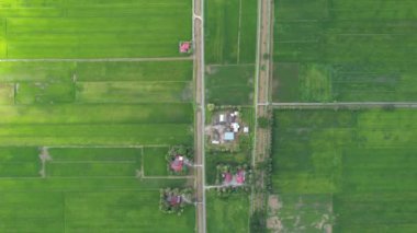 Kedah ve Perlis 'in Paddy Rice Tarlaları, Malezya