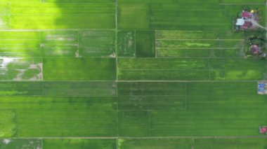 Kedah ve Perlis 'in Paddy Rice Tarlaları, Malezya