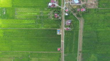 Kedah ve Perlis 'in Paddy Rice Tarlaları, Malezya