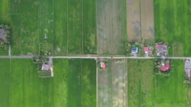 Kedah ve Perlis 'in Paddy Rice Tarlaları, Malezya