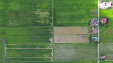 Kedah ve Perlis 'in Paddy Rice Tarlaları, Malezya