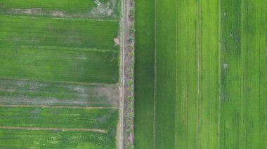 Kedah ve Perlis 'in Paddy Rice Tarlaları, Malezya