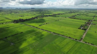 Kedah ve Perlis 'in Paddy Rice Tarlaları, Malezya