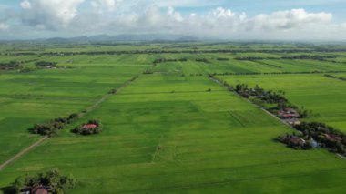 Kedah ve Perlis 'in Paddy Rice Tarlaları, Malezya