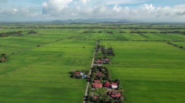 Kedah ve Perlis 'in Paddy Rice Tarlaları, Malezya